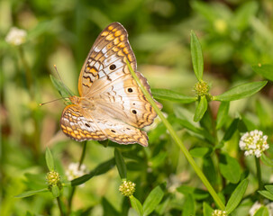 Urban Nature Photography South Florida Wildlife