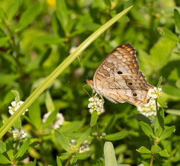 Urban Nature Photography South Florida Wildlife