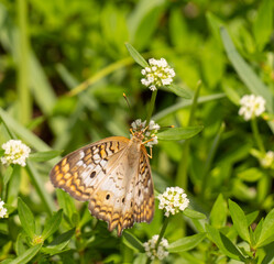 Urban Nature Photography South Florida Wildlife