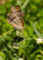 Urban Nature Photography South Florida Wildlife