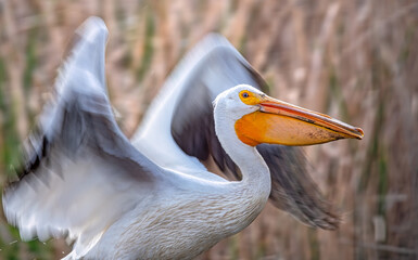 American White Pelican