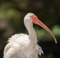 Urban Nature Photography South Florida Wildlife
