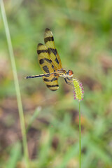 Urban Nature Photography South Florida Wildlife