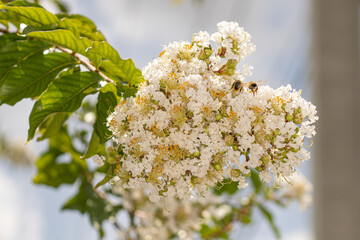 Urban Nature Photography South Florida Wildlife