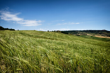 green field and blue sky
