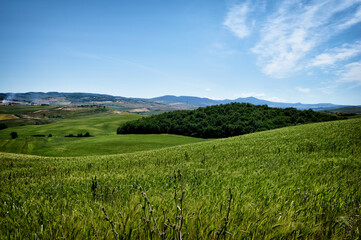 Fototapeta premium green field and blue sky