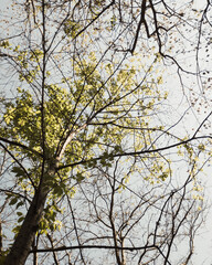 Tree in autumn
