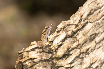 Urban Nature Photography South Florida Wildlife