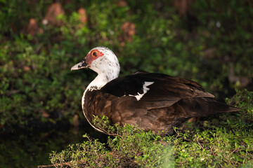 Urban Nature Photography South Florida Wildlife