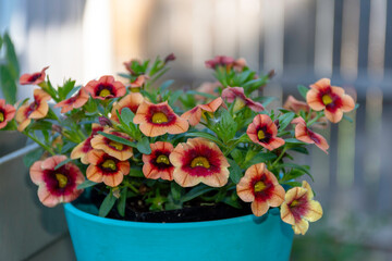 Fototapeta na wymiar Orange Calibrachoa, also known as miniature petunias contrast with a turquoise pot.