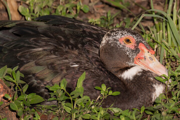 Urban Nature Photography South Florida Wildlife