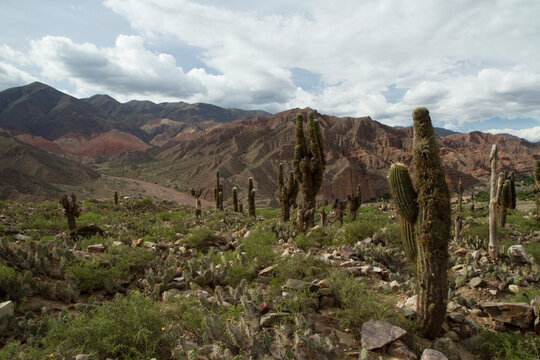Deserted landscape. Giant cactus, Echinopsis atacamensis, in the mountain valley. © Gonzalo