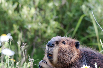 Beaver Animal Stock Photos. Beaver animal head close-up profile view with blur background. Beaver animal  head close-up profile view displaying head, ears, eye, nose, buck teeth.