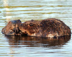 Beaver Stock Photos. Beaver couple.  Beaver wild animal. North American beavers. Beaver fur trade economy. ©  Aline