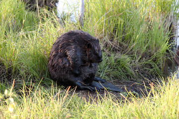 Beaver Stock Photos. Beaver grooming making show.  Beaver wild animal.  Beaver close-up sitting on grass by the pond while grooming and displaying head, eyes. ears, tail, wet fur, brown fur . ©  Aline