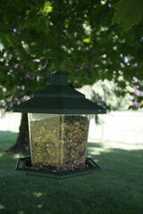 Fototapeta premium Bird Feeder