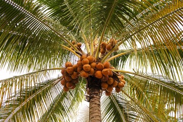 coconut palm tree