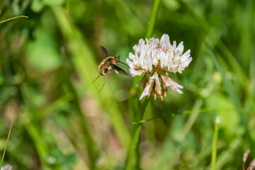 Bee Fly Feeding on White Clover Flowers
