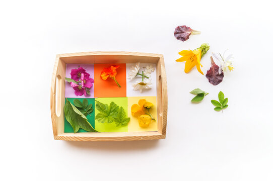 Montessori material is nature flat lay. Children hand sort the flower by color rainbow