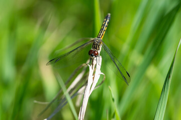 Blue Dasher Dragonfly in Springtime