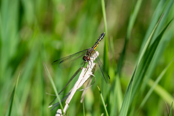 Blue Dasher Dragonfly in Springtime