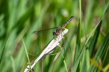 Blue Dasher Dragonfly in Springtime