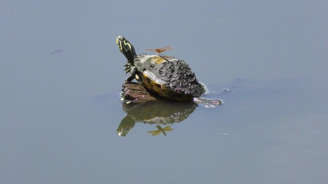 Small turtle with dragonfly sunning on a log