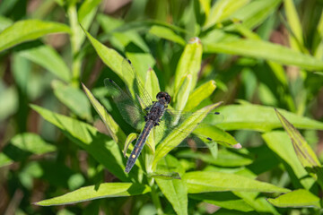 Dot Tailed Whiteface Dragonfly in Springtime