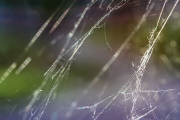 Cobweb close-up on a purple backgroundCobweb close-up on a purple background. High quality photo