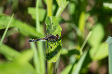 Dot Tailed Whiteface Dragonfly in Springtime