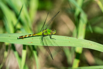 Eastern Pondhawk Dragonfly in Springtime