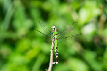 Eastern Pondhawk Dragonfly in Springtime
