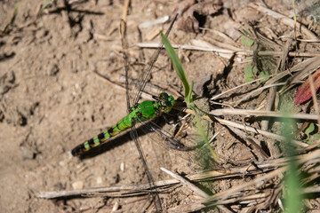 Eastern Pondhawk Dragonfly in Springtime