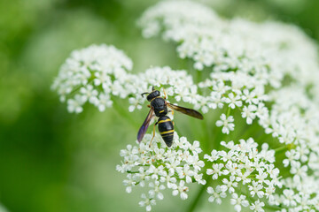 Potter Wasp on Ground Elder Flowers