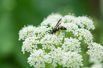 Potter Wasp on Ground Elder Flowers