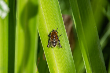 Narcissus Bulb Fly in Springtime