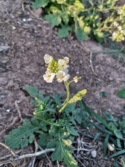 yellow flowers in the garden