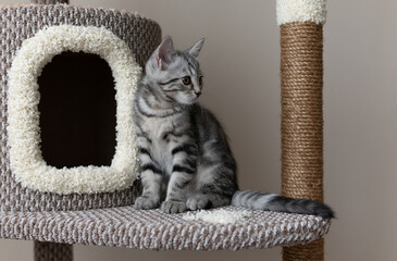 Cute grey striped kitten sitting on the cat's tree in the living room. Pet's climbing and scratching tree. Single cat sitting and looking to the right