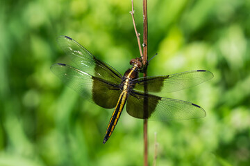 Widow Skimmer Dragonfly in Springtime