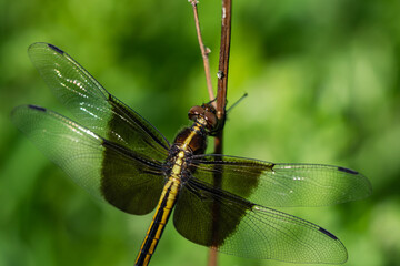 Widow Skimmer Dragonfly in Springtime