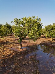 Orange on a summer afternoon