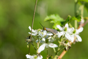 Yellow Collared Scape Moth on Raspberry Flowers