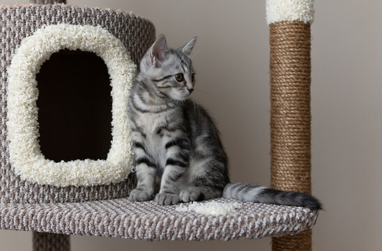 Cute grey striped kitten sitting on the cat's tree in the living room. Pet's climbing and scratching tree. Single cat sitting and looking to the right