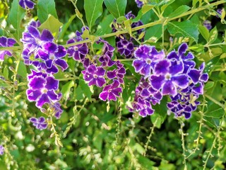 violet flowers in the garden