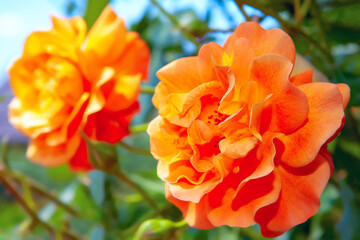 fresh rose with bright orange petals 