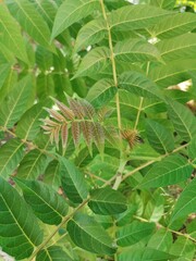 Birth of a new leaves in a tree 