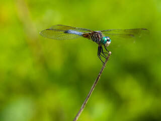 Dragonfly - Blue Dasher on a Stem