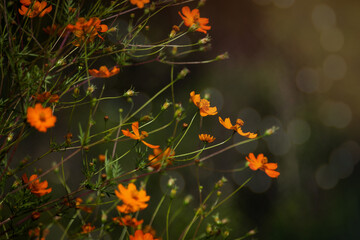 Happy summer scene: Selective focus on Yellow Cosmos flowers against blurred background with bokeh effect. Outdoor garden.
