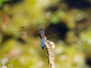 Blue Dragonfly on Branch