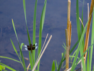 Male Widow Skimmer Dragonfly on a Pond
